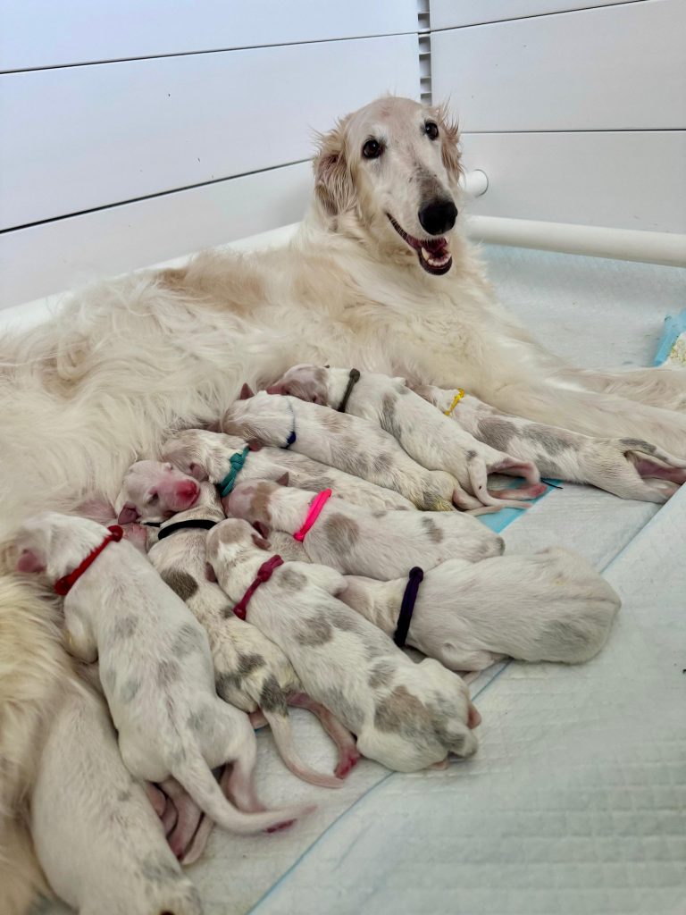 I litter