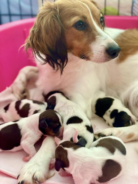 F litter